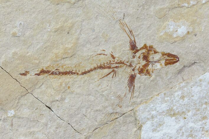 Fossil Flying Fish (Exocoetoides) - Lebanon #70427